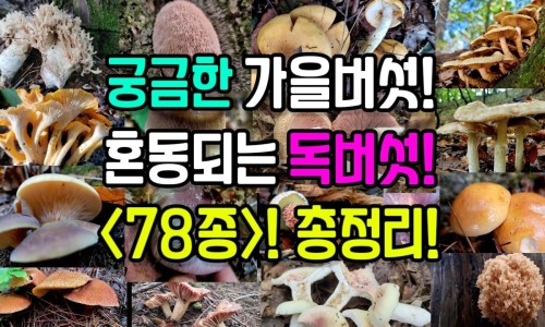 心血管病人喝什么茶最好-心血管病人能喝藏红花网 - 心血管病人能喝藏红花水吗,心血管病人可以喝咖啡吗