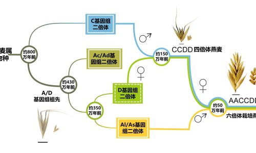 心血管病人能喝藏红花网 - 心血管病人能喝藏红花水吗,心血管病人可以喝咖啡吗